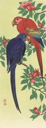 A Red and a Blue Parrot