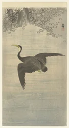 Cormorant in Flight