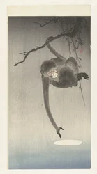 Monkey and Reflection of the Moon