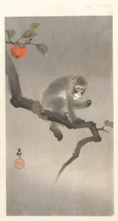 Monkey in a Persimmon Tree