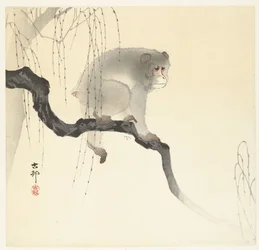 Monkey on Tree Branch