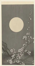 Blooming Plum Blossom in Full Moon