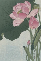 Blooming lotus flowers, 1920-30