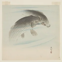 Carp