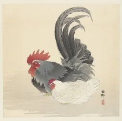 Chicken and Rooster