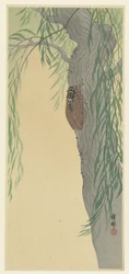 Cicada on a Tree