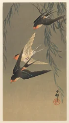 Three Red-Rumped Swallows in Dive
