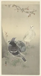 Three Tame Doves