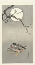 Ducks by Full Moon