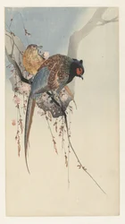 Pair of Pheasants and Plum Blossom
