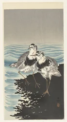 Great Knot Sandpipers