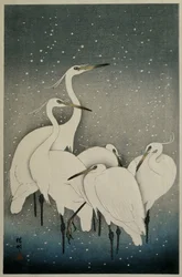 Group of Egrets