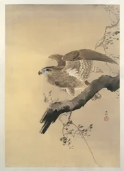 Hawk