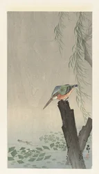 Kingfisher on Tree Stump