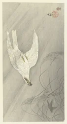 Hunting Hawk