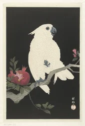 Cockatoo and pomegranate
