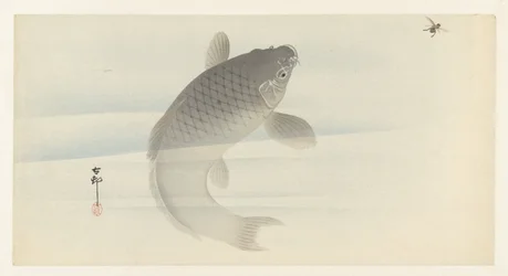 Carp and Fly