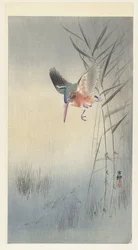 Kingfisher Hunting for Fish