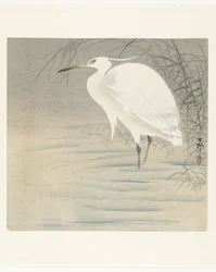 Little Egret