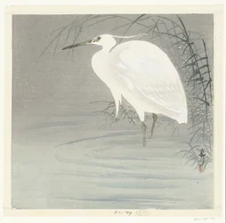 Little Egret
