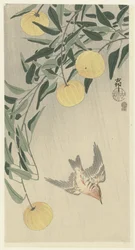 Cuckoo in the Rain