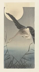 Barnacle Goose by Full Moon