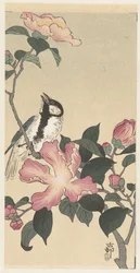 Great Tit on Branch with Pink Flowers