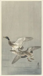 Pair of Ducks