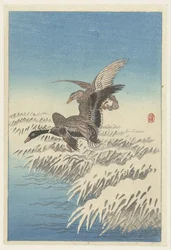 Pair of Ducks Flying Over Snowy Reed Bed