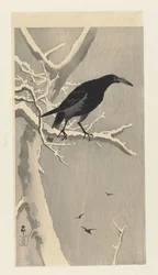 Crow on Snowy Tree Branch