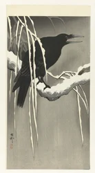 Crow on Snowy Branch
