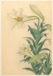 Lilies (Teppoyuri)