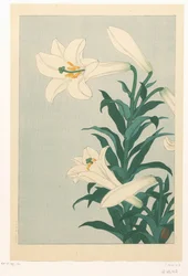 Lilies