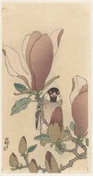 Sparrow on Blooming Magnolia Branch