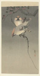 Waxwings