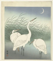Herons in Shallow Water