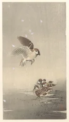 Tree Sparrow with Young
