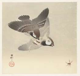 Tree Sparrows and Insect
