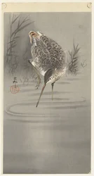 Snipe in Water