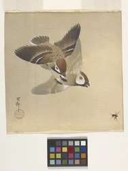 Sparrows Chasing Flying Insects
