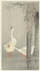 Tame Geese in Rain