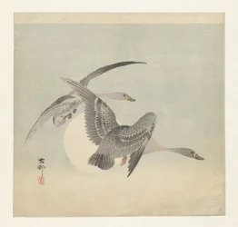 Two White-fronted Geese in Flight