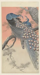 Two Peacocks on a Tree Branch