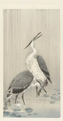 Two herons in the rain