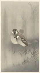 Two Sparrows in the Rain