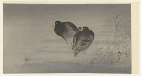 Two moorhens