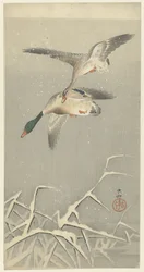 Two Wild Ducks in Flight