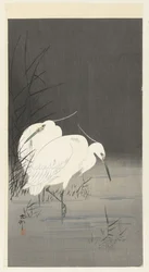 Two Egrets in the Reed