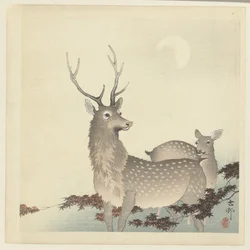 Two deer