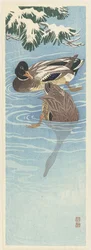 Two Wild Ducks in the Water